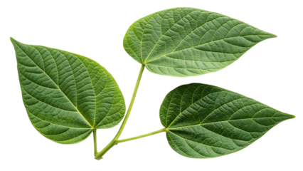 Green bean leaves isolated on transparent background