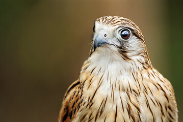 Close-up of a falcon with sharp eyes and detailed feathers, captured with a blurred natural...