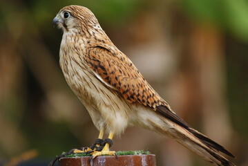 Close-up of a falcon with sharp eyes and detailed feathers, captured with a blurred natural background. Perfect wildlife portrait showing strength and elegance.