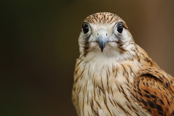 Close-up of a falcon with sharp eyes and detailed feathers, captured with a blurred natural background. Perfect wildlife portrait showing strength and elegance.