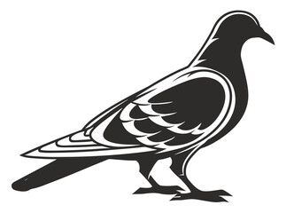 Obraz premium dove isolated on white