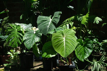 plant in garden © Phong