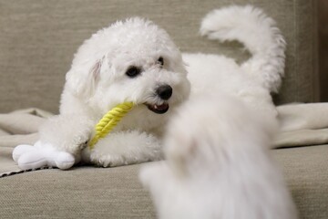 white dog lying on floor