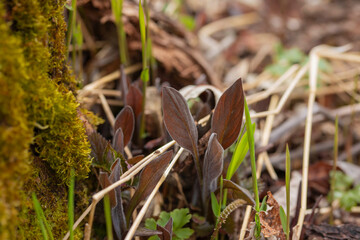 Alaska Forest Floor Scene with Moss, Bugs, and Undergrowth