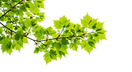Fresh green leaves on a tree branch &mdash; natural botanical foliage isolated on white background