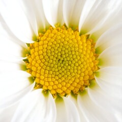 Close-up of a daisy's center (1)