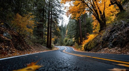 Fototapeta premium Winding road through autumnal forest (1)