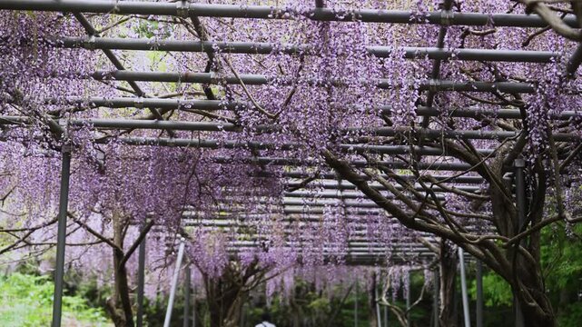 Longest wisteria trellis (1,646 m) at Miyama-no-Sato Forest Park, Hidaka-gawa, Wakayama &mdash; peak bloom mid-April to early May　「みやまの里・藤棚ロード」和歌山県日高川町