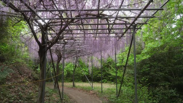 Longest wisteria trellis (1,646 m) at Miyama-no-Sato Forest Park, Hidaka-gawa, Wakayama &mdash; peak bloom mid-April to early May　「みやまの里・藤棚ロード」和歌山県日高川町