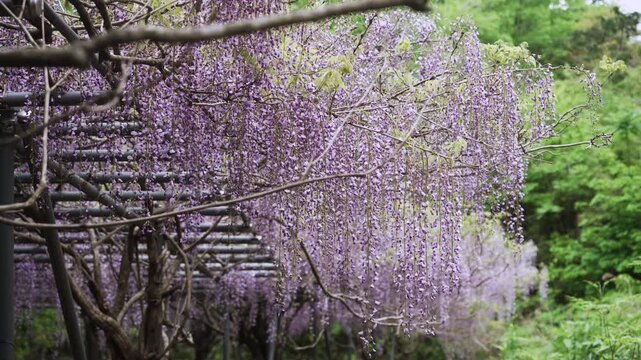 みやまの里 藤棚ロード 和歌山県日高川町 Blooming Wisteria Path in Miyama-no-Sato &ndash; Hidakagawa-town, Wakayama Prefecture