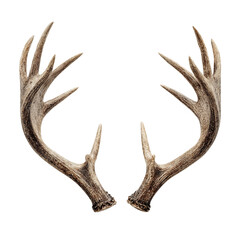 Fototapeta premium Isolated pair of deer antlers with multiple points against a stark black background in studio lighting