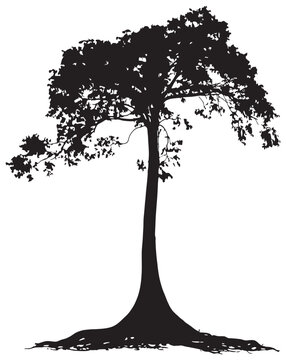 Kapok tree silhouette drawing