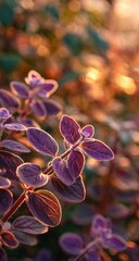 Close-up of deep purple foliage bathed in warm, golden sunlight, with blurred background of similar plants