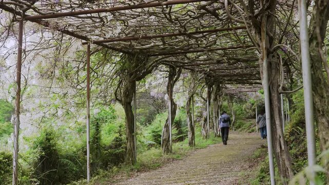 Longest wisteria trellis (1,646 m) at Miyama-no-Sato Forest Park, Hidaka-gawa, Wakayama &mdash; peak bloom mid-April to early May　「みやまの里・藤棚ロード」和歌山県日高川町