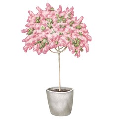 Watercolor illustration of pink flowering tree in a pot. Decorative cherry or sakura. For flower shops, printing on postcards, greeting cards, business cards, etc. High quality illustration