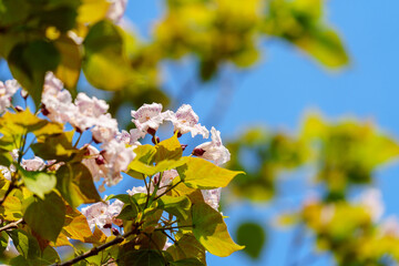 Catalpa tree with flowers in sunlight under blue sky