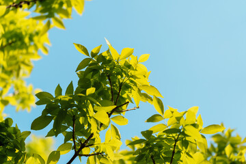Tree branches with fresh green leaves in sunlight under blue sky