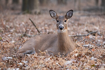 White-Tailed Deer Resting in Forest – Wildlife Photography (Odocoileus virginianus)
