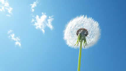 Naklejka premium Dandelion seed head against blue sky, International Day of Clean Air for Blue Skies