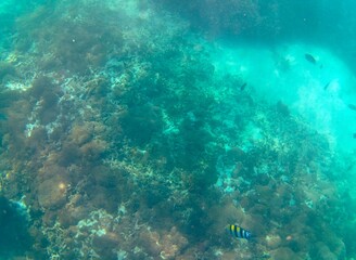 underwater scene with coral reef, diving or snorkeling in the blue ocean