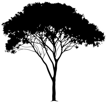 Albizia tree silhouette drawing