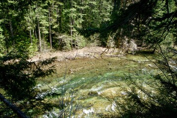 River flowing over a rocky riverbed and through a dense pine forest partially in shadow. 