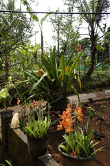 Obraz premium Amaryllis flower garden in full bloom at Playen, Gunungkidul, Yogyakarta, Indonesia. A vibrant floral landscape with tropical charm and rural scenery.