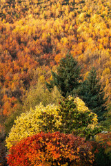 Fototapeta premium Captivating autumn colors in Arrowtown, New Zealand's scenic landscapes