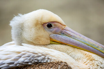 Close-up view of a pelican perched quietly near a calm water body during sunny weather