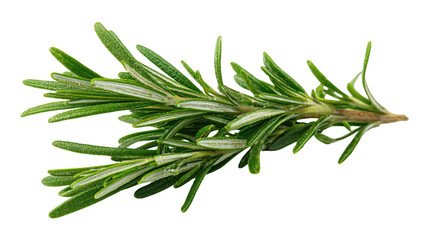 Fresh rosemary sprig, close-up, isolated on black