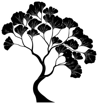 Gingkgo bilabo tree silhouette drawing