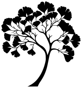 Gingkgo bilabo tree silhouette drawing