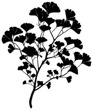 Silhouette of ginkgo bilabo tree element