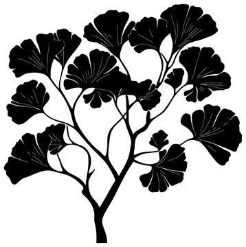 Gingkgo bilabo tree silhouette drawing