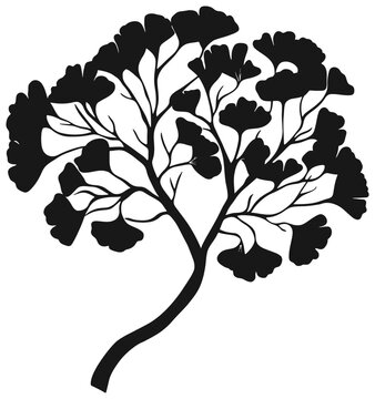 Gingkgo bilabo tree silhouette drawing