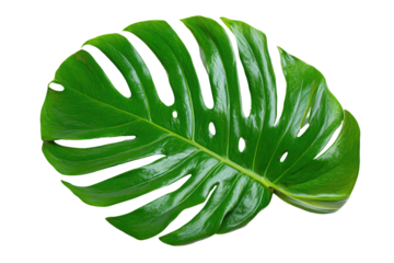 Detailed close-up of a vibrant green monstera leaf