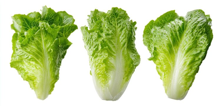 Three crisp romaine lettuce hearts, isolated on white background, healthy eating, salad ingredient