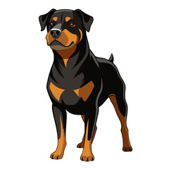 vector illustration of a rottweiler dog