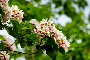 Catalpa tree with flower blossom in sunlight under blue sky