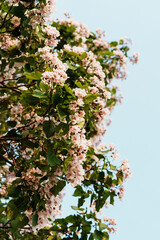 Catalpa tree with flower blossom in sunlight under blue sky