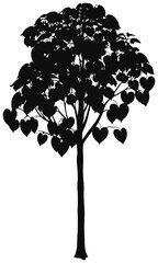 Paulownia tree silhouette drawing