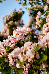 Catalpa tree with flower blossom in sunlight under blue sky