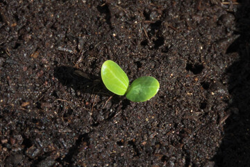 ヘチマの双葉　発芽した当日の朝に撮影