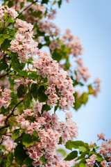 Catalpa tree with flower blossom in sunlight under blue sky