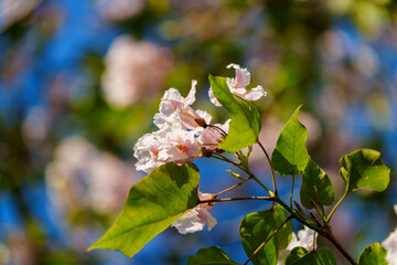 Catalpa tree with flower blossom in sunlight under blue sky