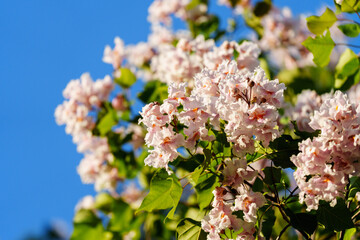 Catalpa tree with flower blossom in sunlight under blue sky