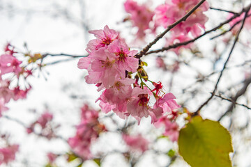 Blooming Japanese sakura with leaf, bottom view
