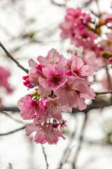 Cherry blossom flower and petals close up, portrait orientation 
