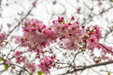 Blooming Japanese sakura, bottom view
