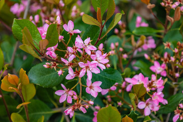 Rhaphiolepis Indica Ballerina in the garden
